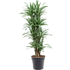 Dracaena deremensis 'Warneckei'