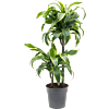 Dracaena fragrans 'Dorado'