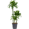 Dracaena fragrans 'Dorado'