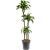 Dracaena fragrans 'Dorado'