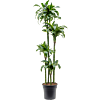 Dracaena fragrans 'Dorado'