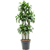 Dracaena fragrans 'Dorado'