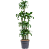 Dracaena fragrans 'Dorado'
