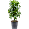 Dracaena fragrans 'Dorado'
