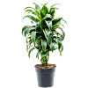 Dracaena fragrans 'Dorado'