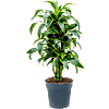 Dracaena fragrans 'Dorado'
