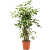 Dracaena godseffiana (90-120)