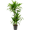 Dracaena fragrans 'Janet Craig'