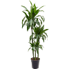 Dracaena fragrans 'Janet Craig'