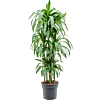 Dracaena fragrans 'Janet Craig'