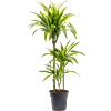 Dracaena fragrans 'Lemon Lime'