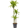 Dracaena fragrans 'Lemon Lime'