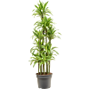 Dracaena fragrans 'Lemon Lime'