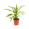 Dracaena fragrans 'Lemon Lime'