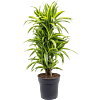 Dracaena fragrans 'Lemon Lime'
