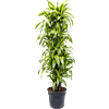 Dracaena fragrans 'Lemon Lime'