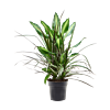 Dracaena combo
