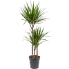 Dracaena marginata