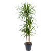 Dracaena marginata