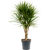 Dracaena marginata