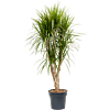 Dracaena marginata