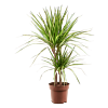 Dracaena marginata 'Sunray'