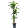 Dracaena fragrans 'Ulises'