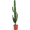Euphorbia erytrea