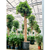 Ficus rubiginosa 'Australis'