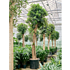 Ficus rubiginosa 'Australis'