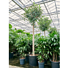 Ficus rubiginosa 'Australis'