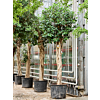 Ficus rubiginosa 'Australis'