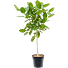 Ficus benghalensis 'Audrey'
