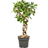 Ficus benghalensis 'Audrey'