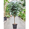 Ficus benjamina 'Danielle'