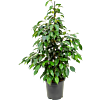 Ficus benjamina 'Danielle'