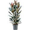 Ficus elastica 'Abidjan'