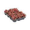 Fittonia 'Forest Flame' 12/tray