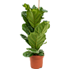 Ficus lyrata
