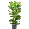 Ficus lyrata