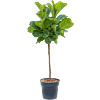 Ficus lyrata