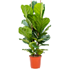 Ficus lyrata
