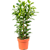 Ficus microcarpa 'Moclame'