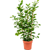 Ficus microcarpa 'Moclame'