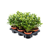 Ficus benjamina 'Natasja' 6/tray