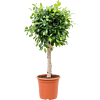 Ficus microcarpa ‘Nitida’