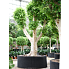 Ficus microcarpa 'Nitida'