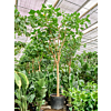 Ficus religiosa (400-500)