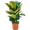 Ficus elastica 'Robusta'