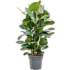 Ficus elastica 'Robusta'